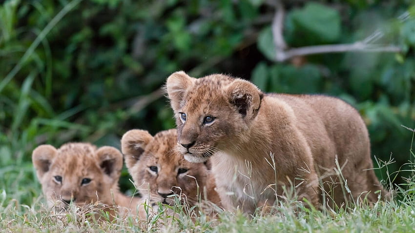 Lion Cubs , mobile phones, cub watch HD wallpaper