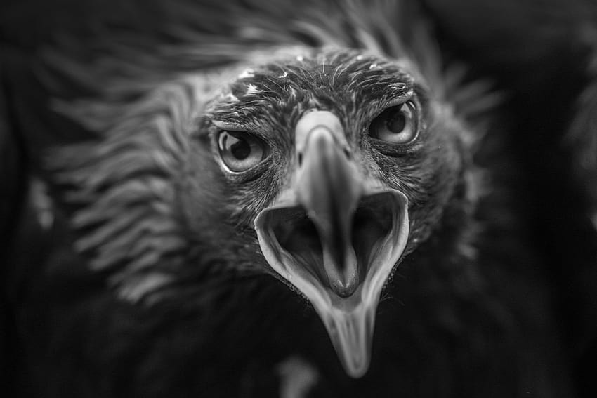 Top 20 Black and White on 500px ...iso.500px, vulture black and white HD wallpaper
