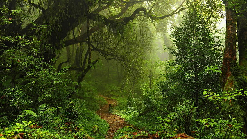 Forest Path High Definition 25683 HD wallpaper