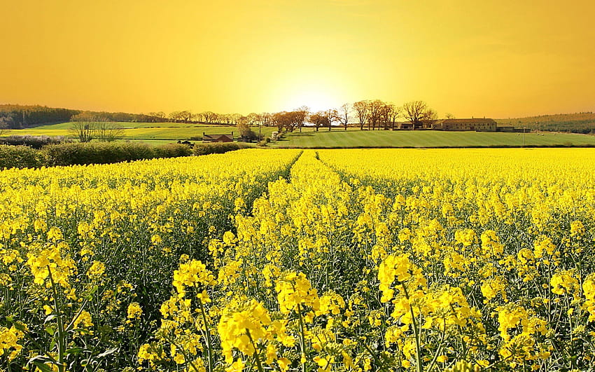 Rapeseed, Landscape, Field, Flowers, Yellow Flowers ..., yellow canola field HD wallpaper