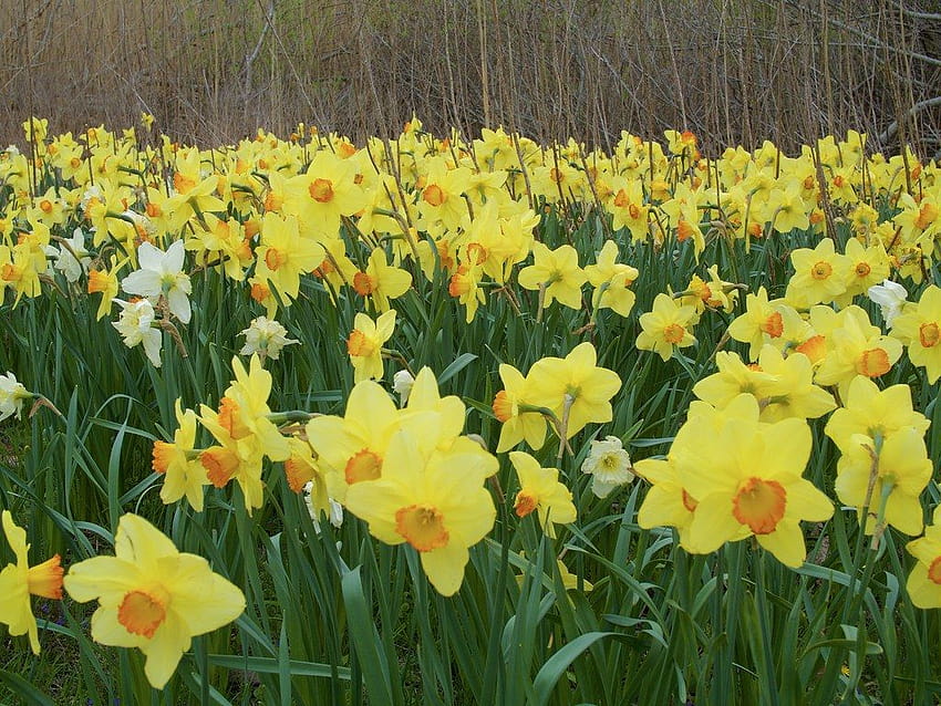 The World's Best of daffodilfestival and daffodils, la conner daffodil