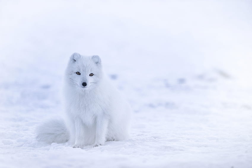 arctic fox, cute animals, winter, snow, white, snow fox HD wallpaper