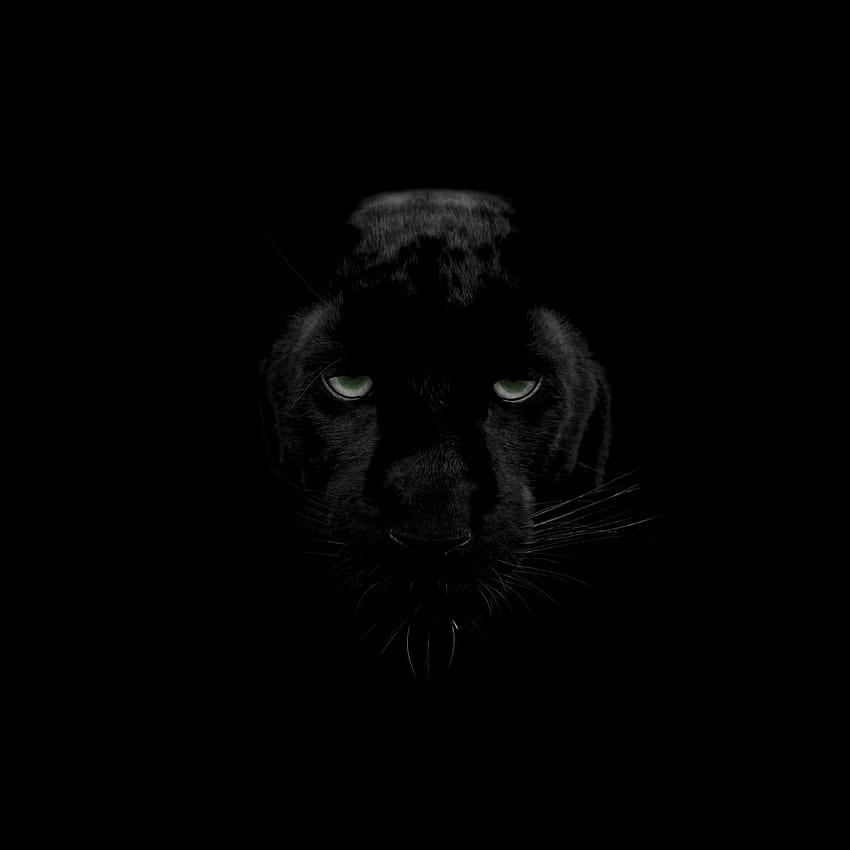 Schwarzer Panther, Tiere, schwarze Panther HD-Handy-Hintergrundbild