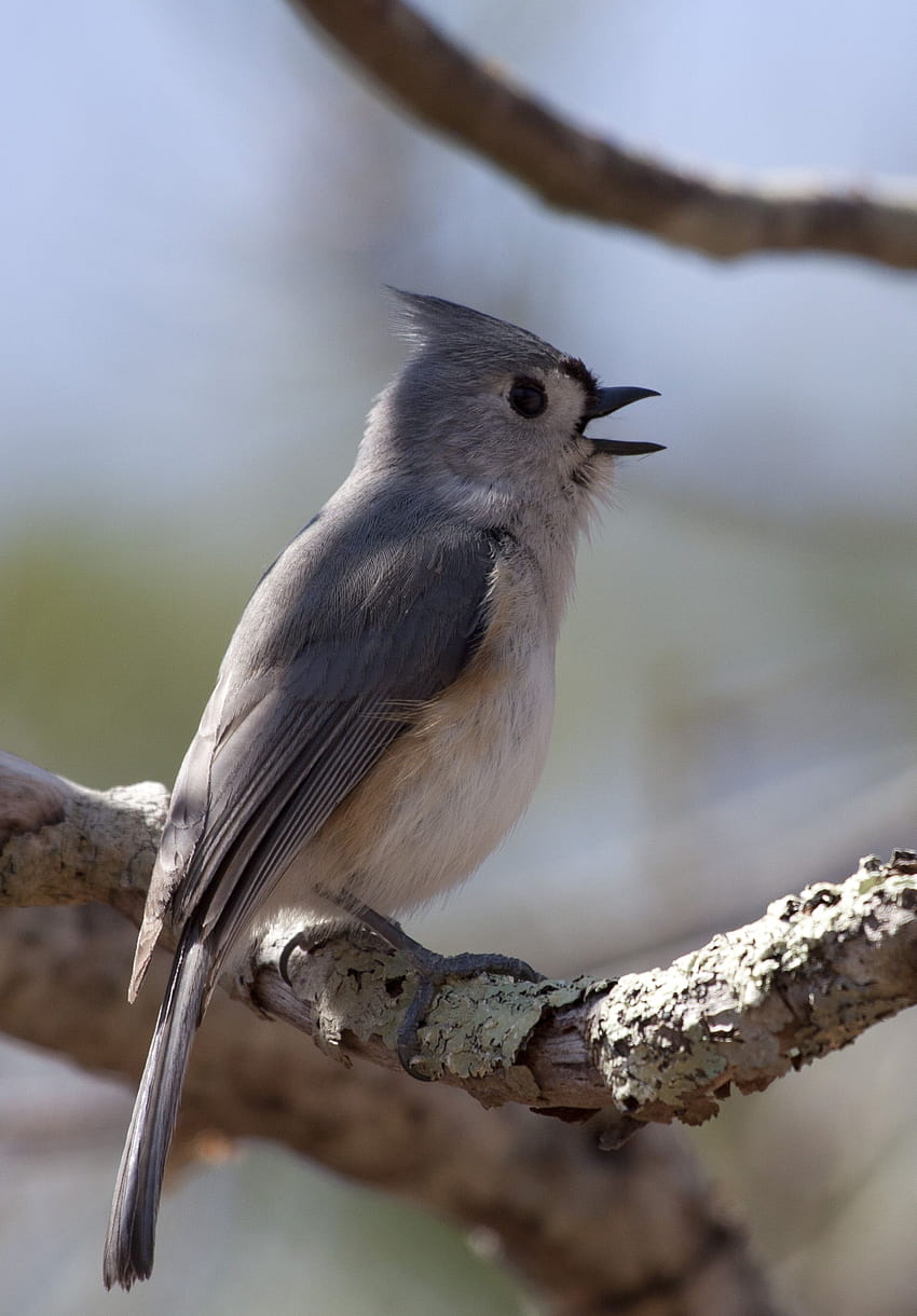 Tufted Titmouse and . of the Tufted Titmouse HD phone wallpaper