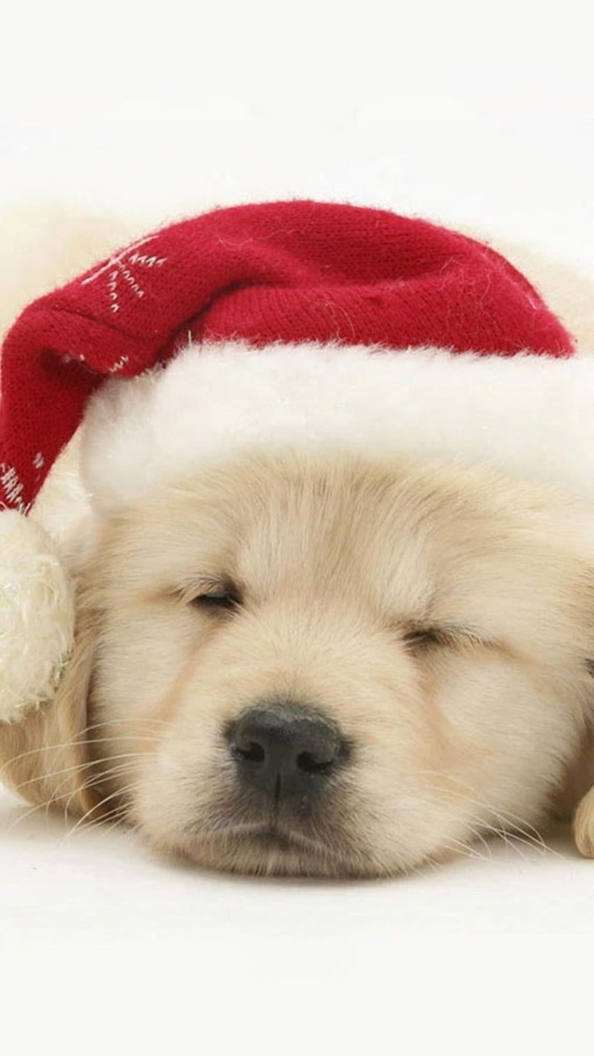 Warm Christmas Dog iPhone 8 Wallpapers Free Download