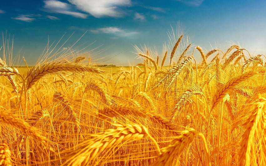Висока разделителна способност: пшеница, 35 пълна пшеница HD тапет