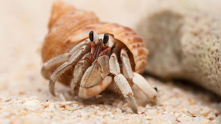 Hermit Crab , Backgrounds HD wallpaper