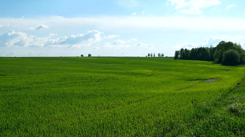 Natürlicher Hintergrund der Landschaft. Feld mit Weizenkeimen. Wolkengee herein, sonniger Feldhintergrund HD-Hintergrundbild