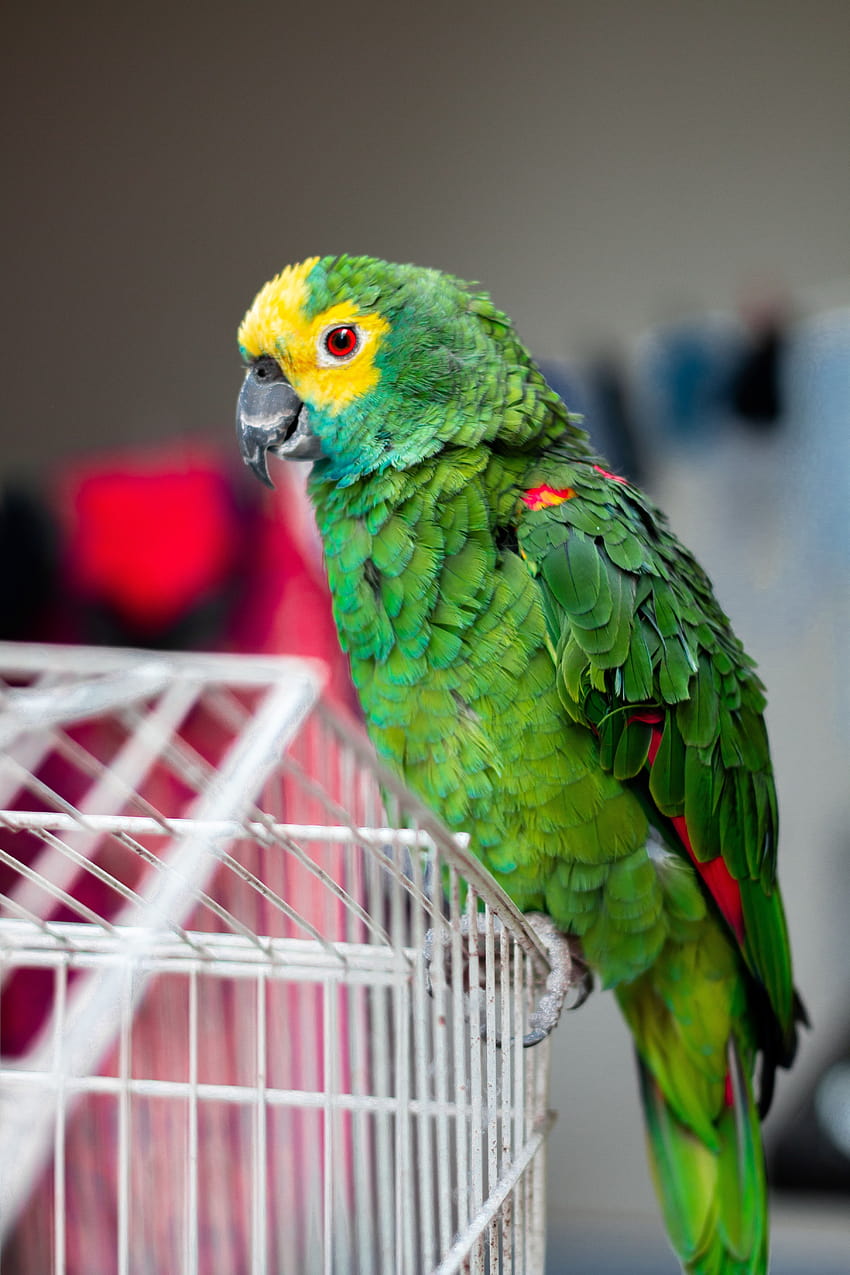 Papagaio verde empoleirado na gaiola · Estoque, gaiola de periquito Papel de parede de celular HD