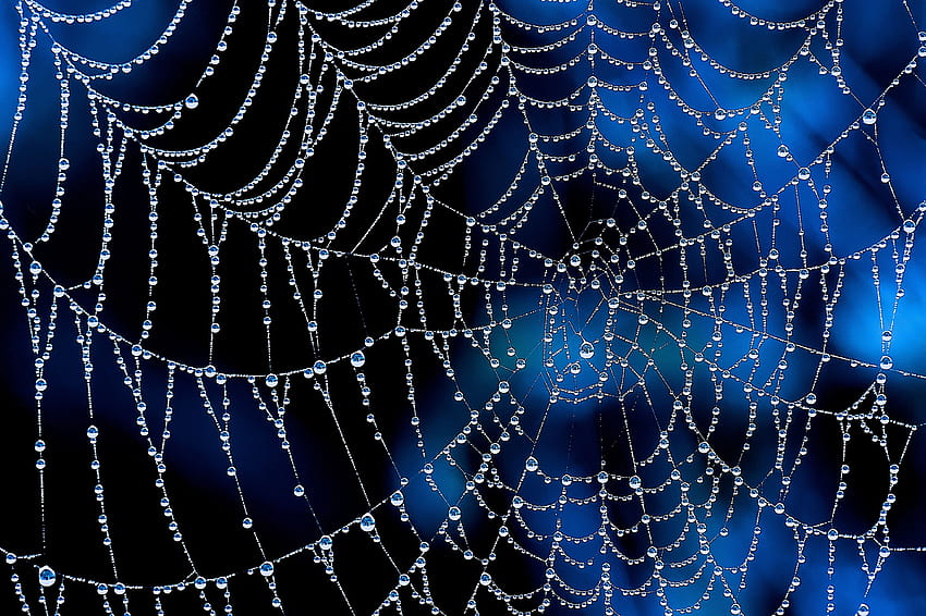 16 Spider Web and Backgrounds HD wallpaper