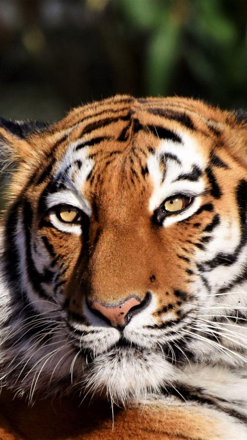 Tigre, gato selvagem, focinho, predador, retrato, 720x1280, retrato de tigre Papel de parede de celular HD
