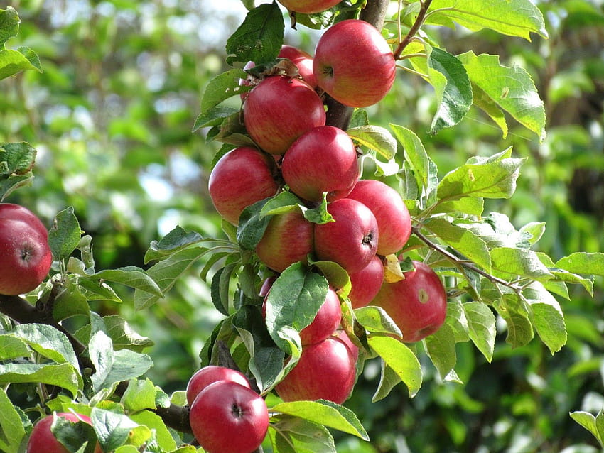 Pohon apel..., kebun apel Wallpaper HD