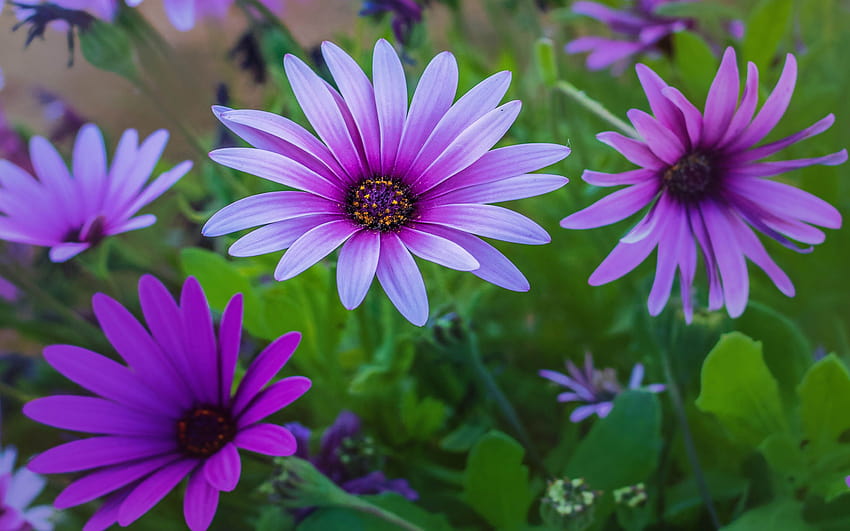 Bunga Liar Tanaman Abadi Kelopak Ungu Keluarga Daisy Afrika, bunga kelopak ungu Wallpaper HD