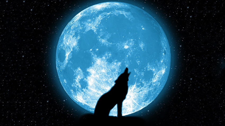Wolf Howling At The Moon Group, serigala bulan Wallpaper HD