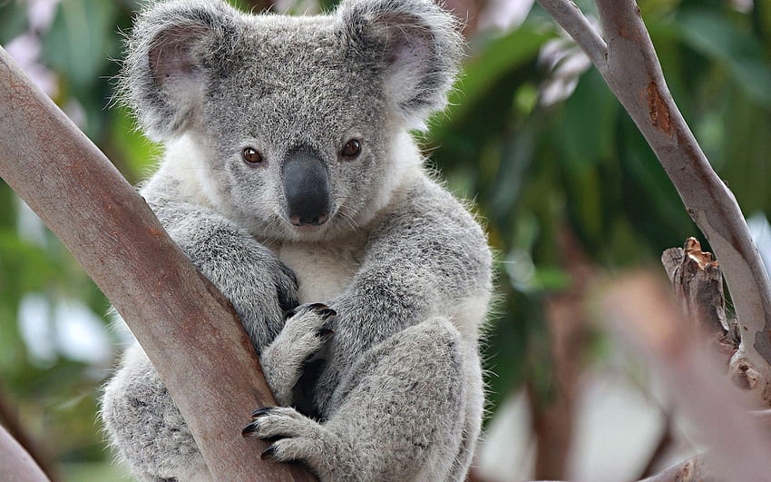 Koala Nadrzewny roślinożerny torbacz 1920x1200, koale Tapeta HD