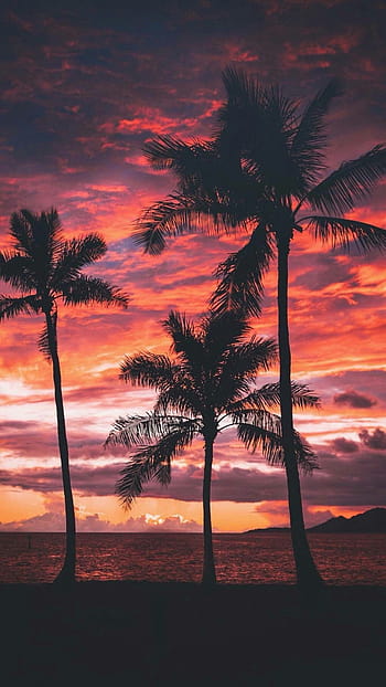 Tropical pink sunset palm trees pink sunset tropical HD phone wallpaper   Peakpx