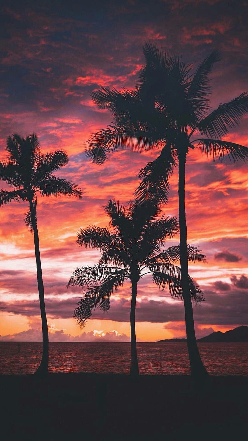 Palm Tree Sunset on Dog, залезни вибрации HD тапет за телефон