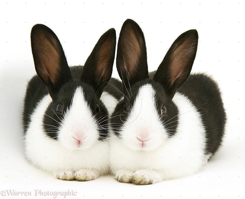Черно-бели зайци HD тапет