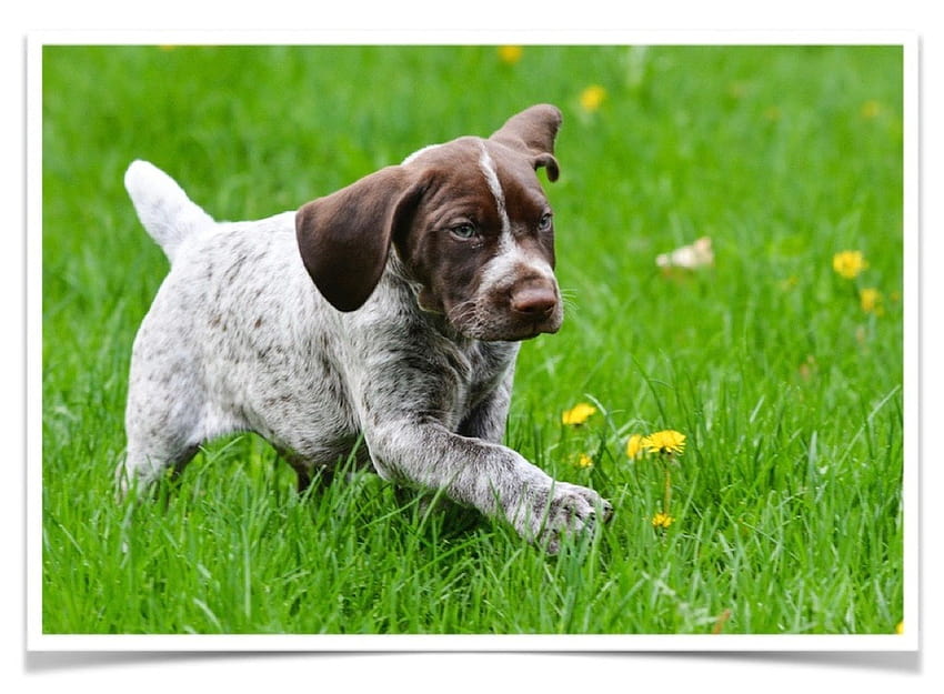 Dijual Anak Anjing Pointer Shorthaired Jerman, anak anjing pointer shorthaired jerman Wallpaper HD