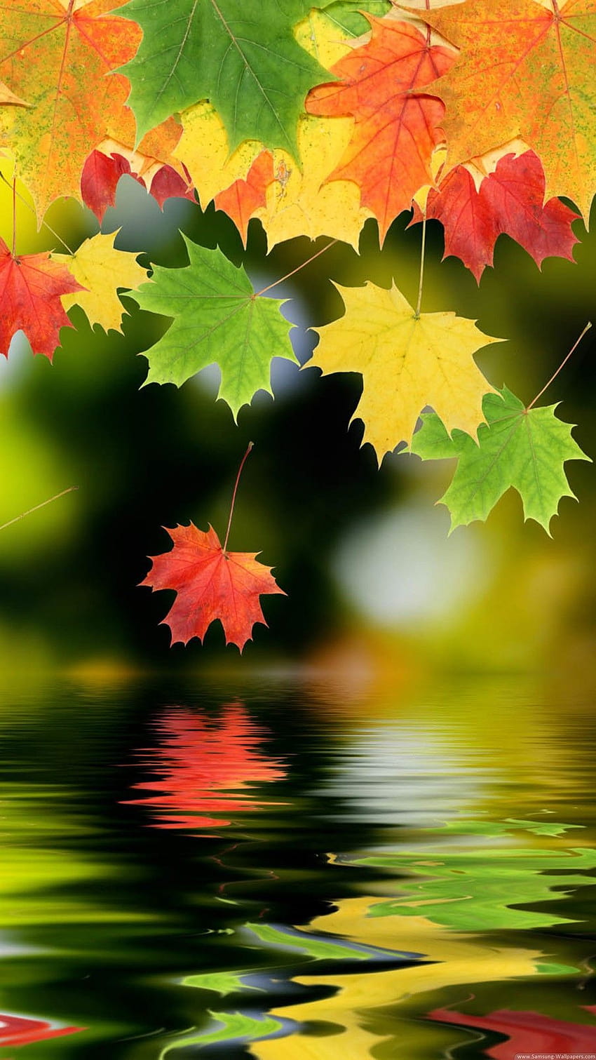 Colorful Autumn Maple Leafs Android and iPhone Backgrounds and Lockscreen Check more at https://pho… HD phone wallpaper