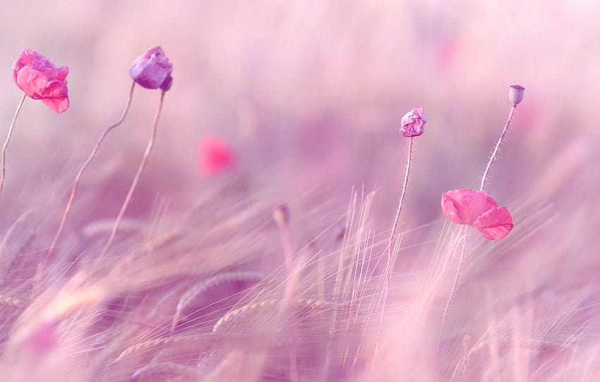 Những cánh đồng lúa tím hương nở rộ, hoa nền hồng tím nhẹ bay theo gió, cảnh tượng thiên nhiên tuyệt đẹp luôn khiến cho các tín đồ ảnh đẹp đứng ngồi không yên. Hãy cùng xem những hình ảnh tuyệt đẹp về cánh đồng lúa tím hoa nền hồng tím nhé!