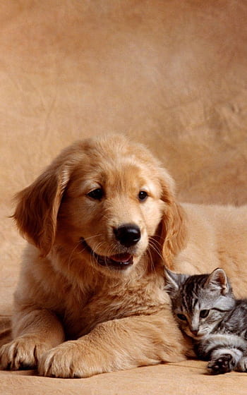 cute dog and cat