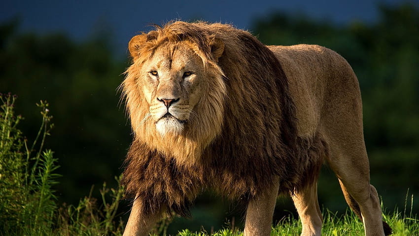 1920x1080 leone, erba, re degli animali, gatto grande, cammina Sfondi completi, leone che cammina Sfondo HD