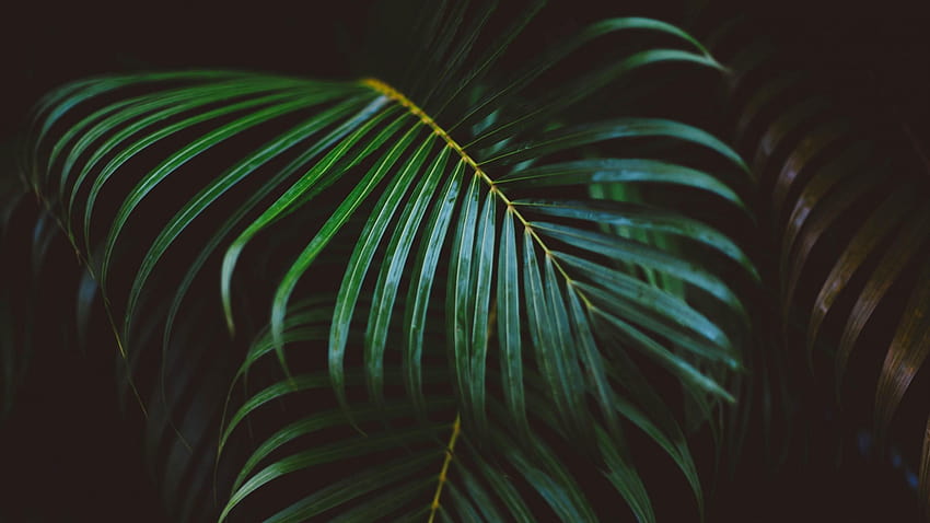 2560x1440 Palm Leaves, Close HD wallpaper