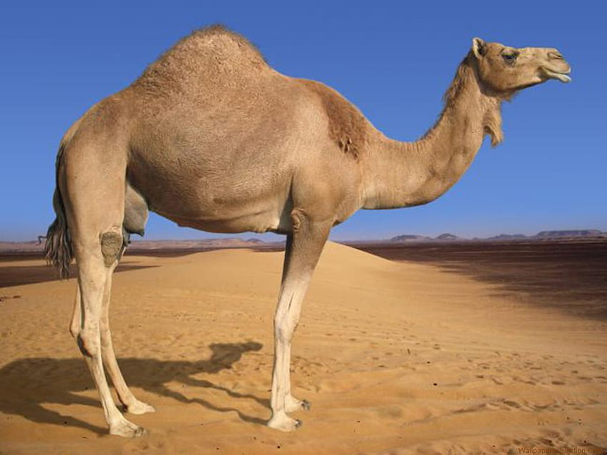 Camel 3 HD wallpaper