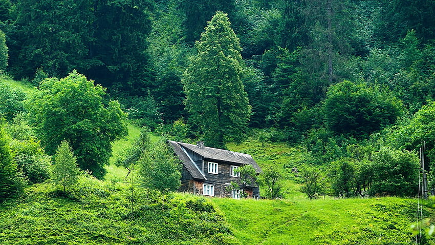 Dom, las, lato, trawa, samotność, letni domek leśny Tapeta HD