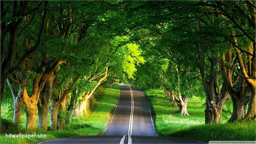 Inspirational Best Green Nature HD wallpaper
