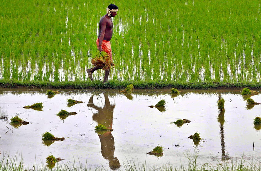 Докладвайте предизвикателства към „митовете“ за индийското земеделие, фермерите HD тапет