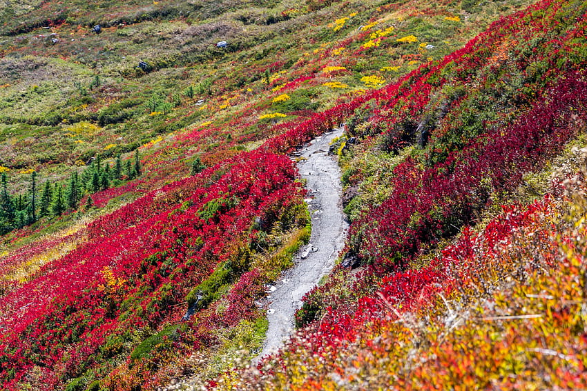 5383025 3922x2615 , wildflowers autumn trail HD wallpaper