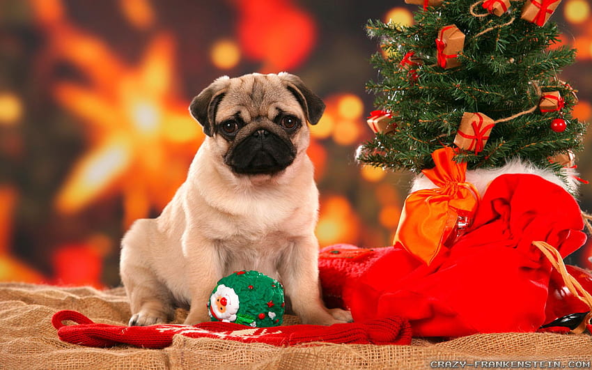 Christmas Animal, christmas dog light HD wallpaper