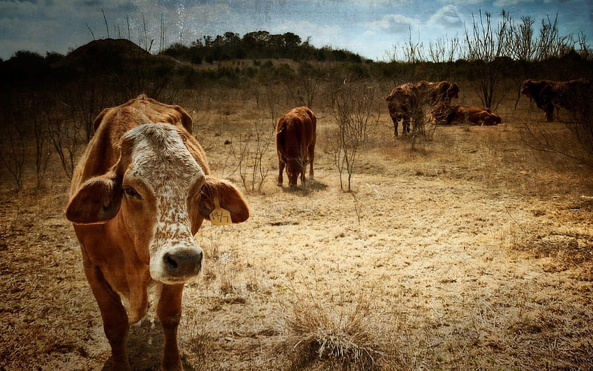 Тексаски крави, добитък HD тапет