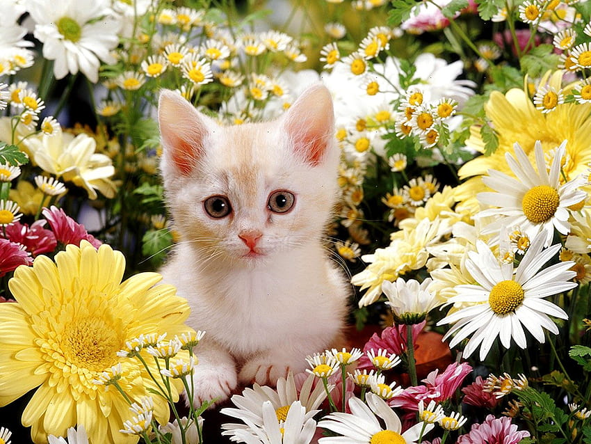 kitten sitting in flowers, cats and flowers HD wallpaper