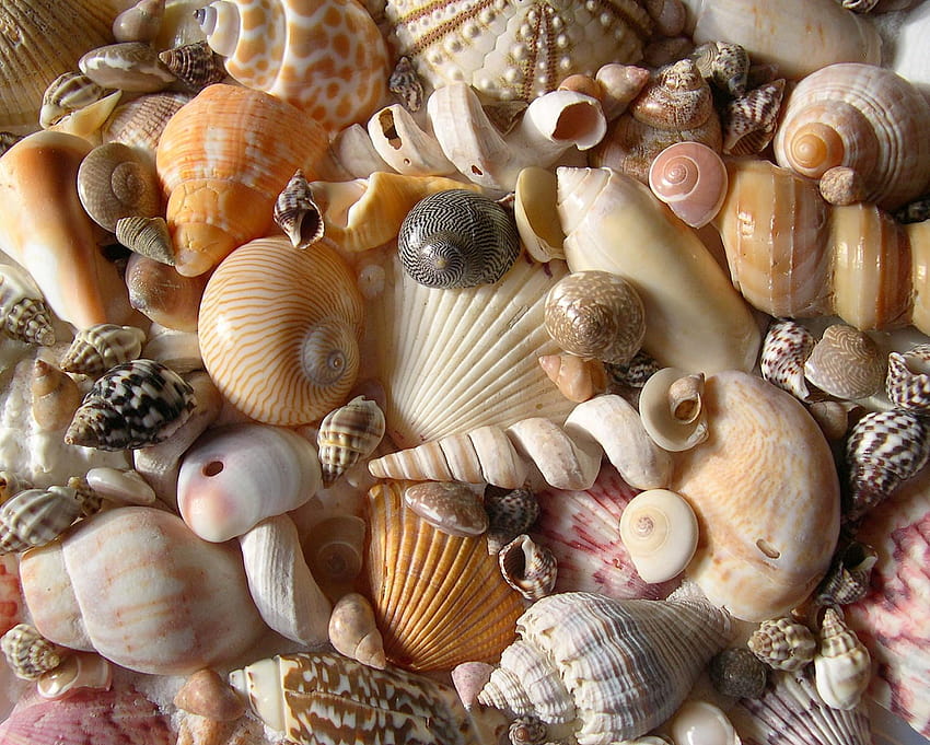 Seashell – Scalsys HD wallpaper