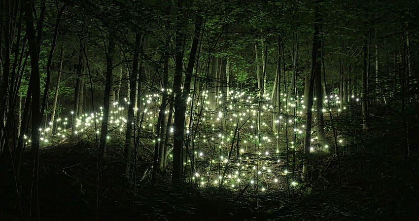4 Forêt enchantée la nuit, forêt relaxante Fond d'écran HD