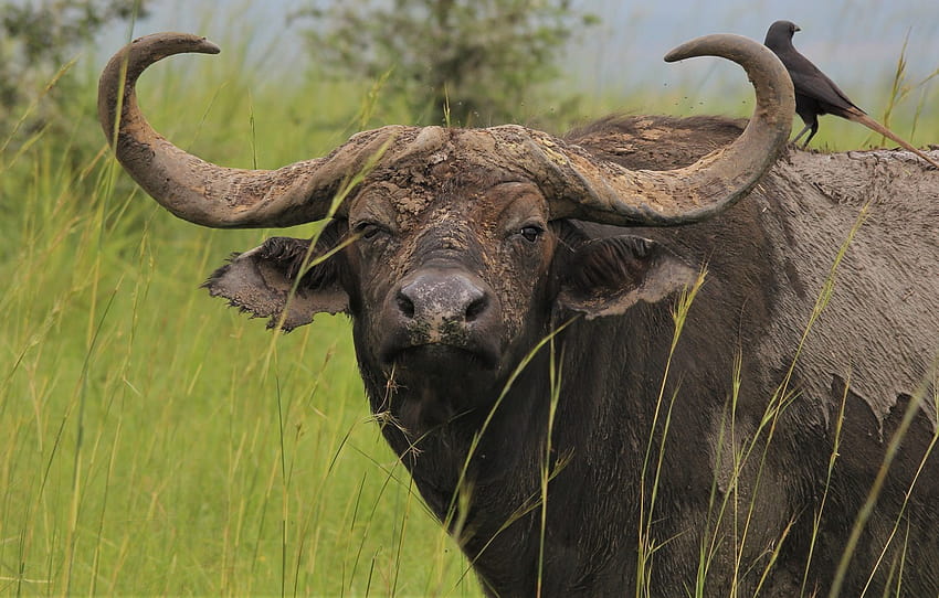 look, face, bird, portrait, horns, bull, African, Buffalo , section животные HD wallpaper