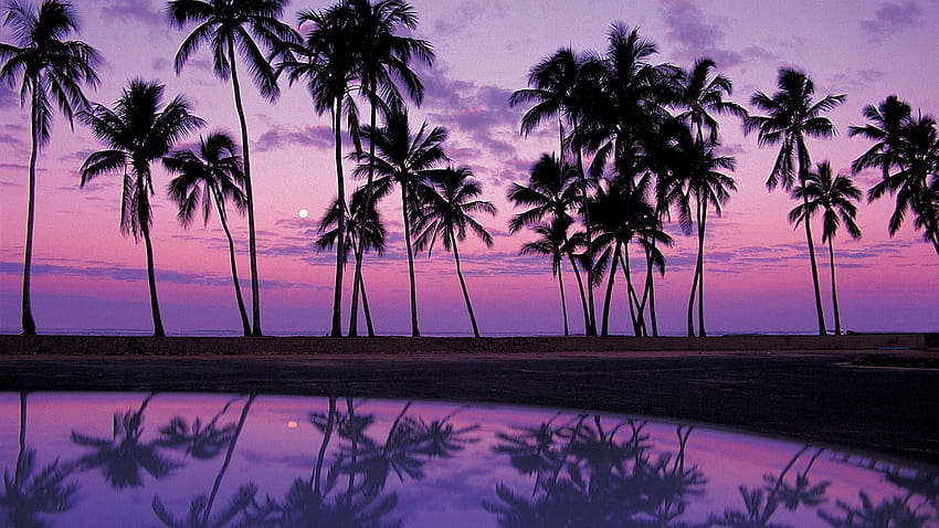 Фонове на палмово дърво, лилави палми HD тапет