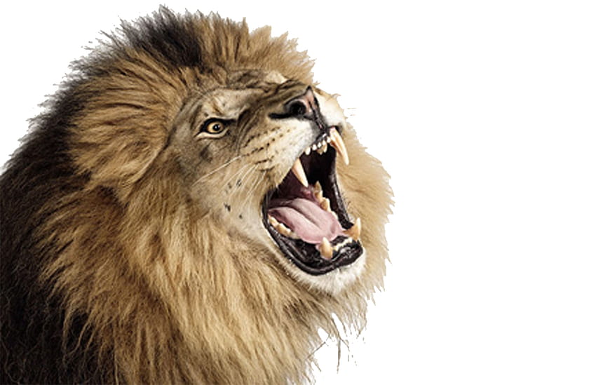 Brüllender Löwe HQ PNG, Löwen öffnen den Mund HD-Hintergrundbild