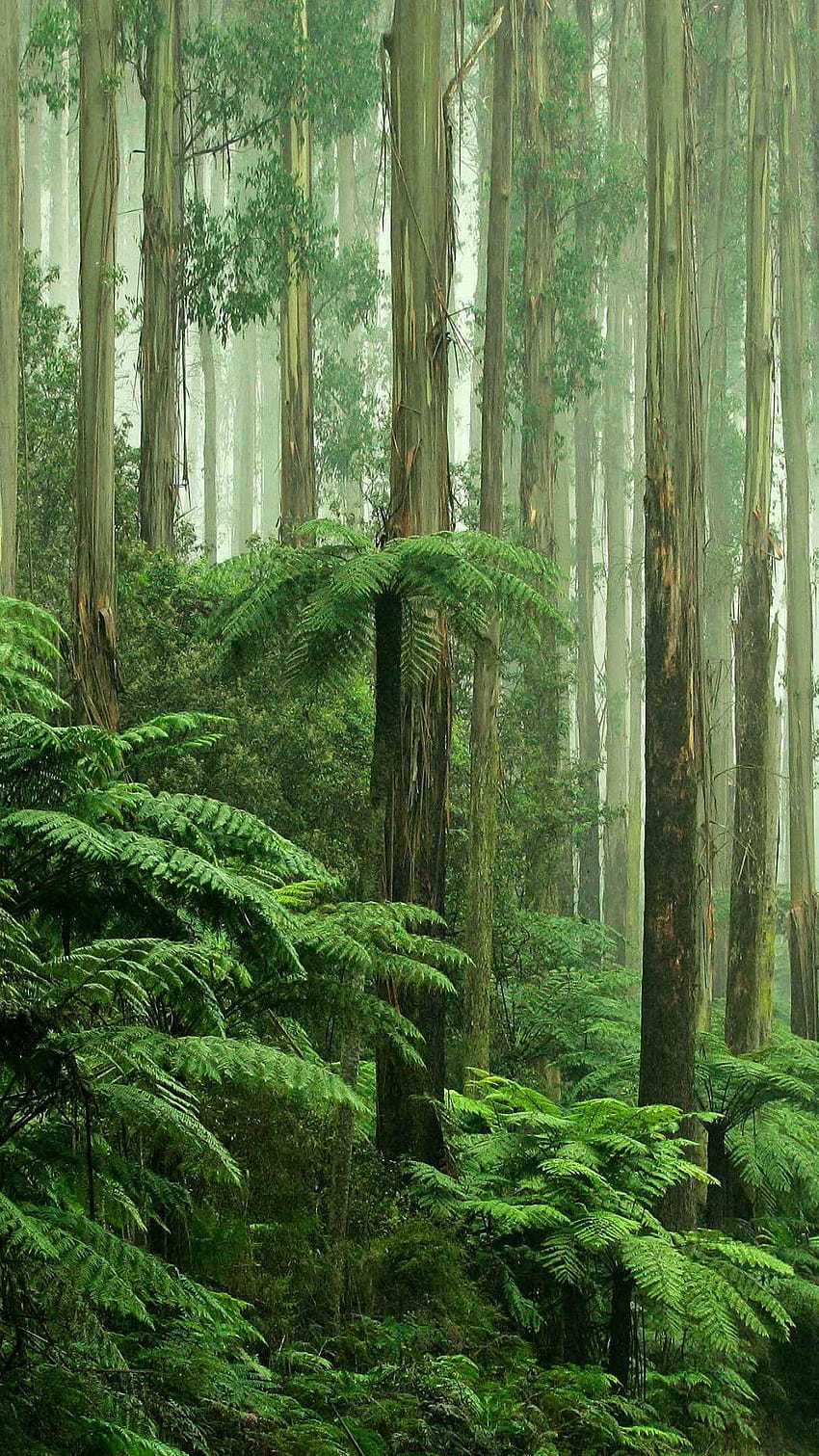 7 Rain Forest, floresta amazônica iphone Papel de parede de celular HD