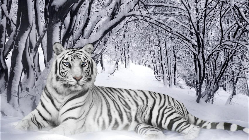 anime white tiger HD wallpaper