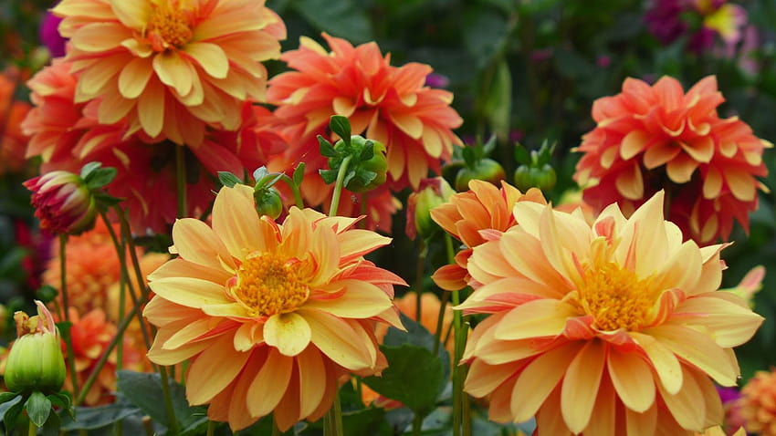 Plantas de jardín de flores de dalia de color naranja claro y oscuro ultra, smart tv ultra fondo de pantalla