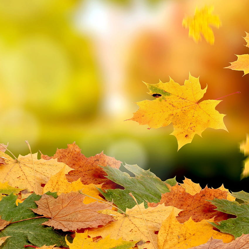 Hermosa alfombra de hojas de otoño, hermoso día de otoño. fondo de pantalla del teléfono