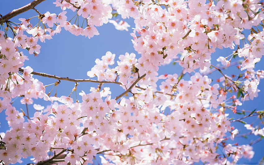 2560x1700 Cherry Blossom Tree Chromebook Pixel  Backgrounds and spring  chromebook HD wallpaper  Pxfuel