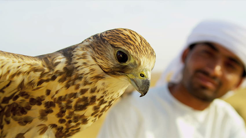 Bird of Prey with Male Middle Eastern Owner 1431662 Stock Video at  Vecteezy, arab boy HD wallpaper | Pxfuel