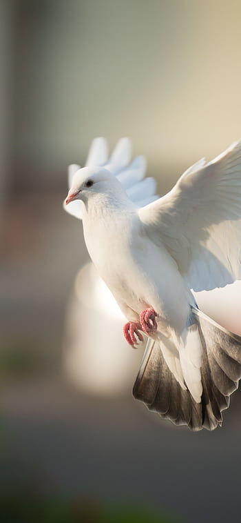 White dove android HD wallpapers | Pxfuel