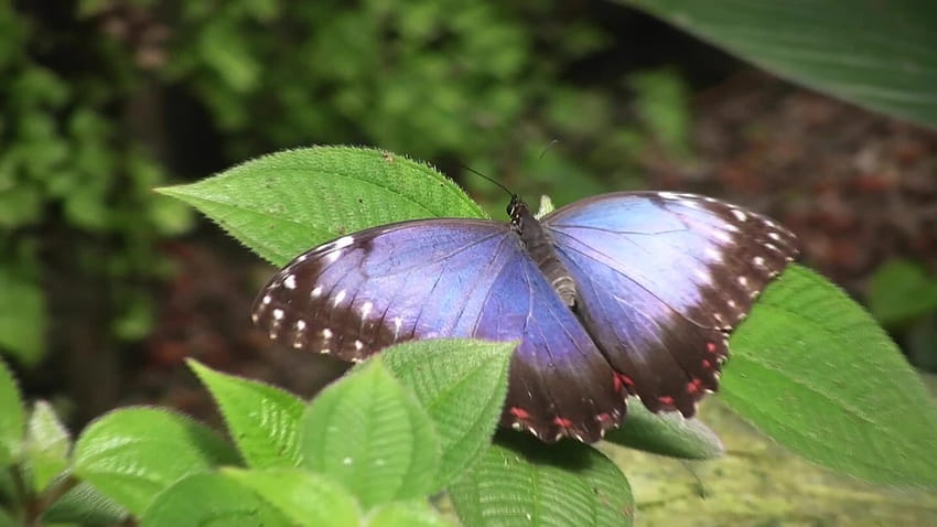 Guarda come la farfalla morfo può essere blu ma anche non proprio blu, farfalle morfo Sfondo HD