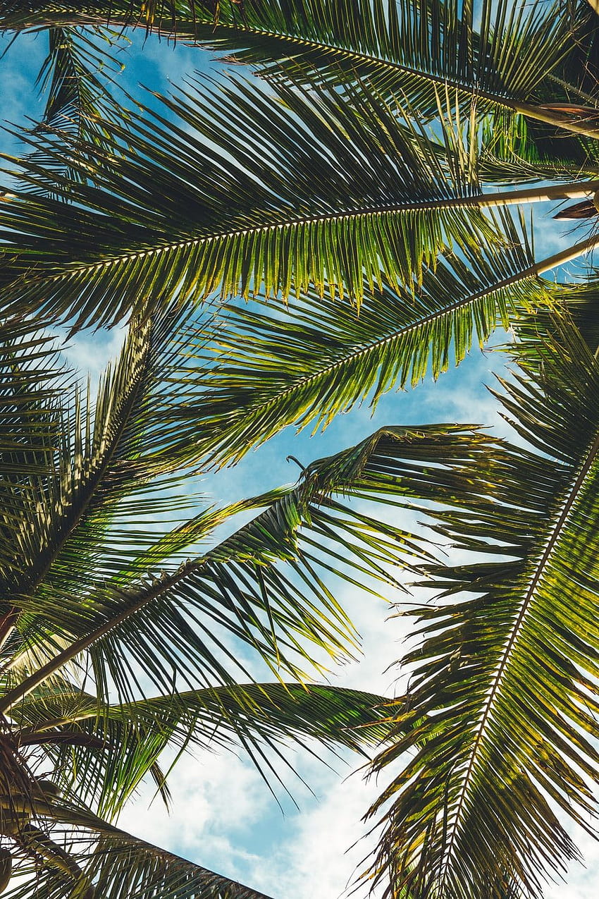 낮 동안 푸른 하늘 아래 코코넛 나무 잎 – 나무, 여름 코코넛 나무 HD 전화 배경 화면